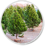 Lodgepole Pine Christmas Trees