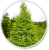 Norway Spruce Christmas Trees