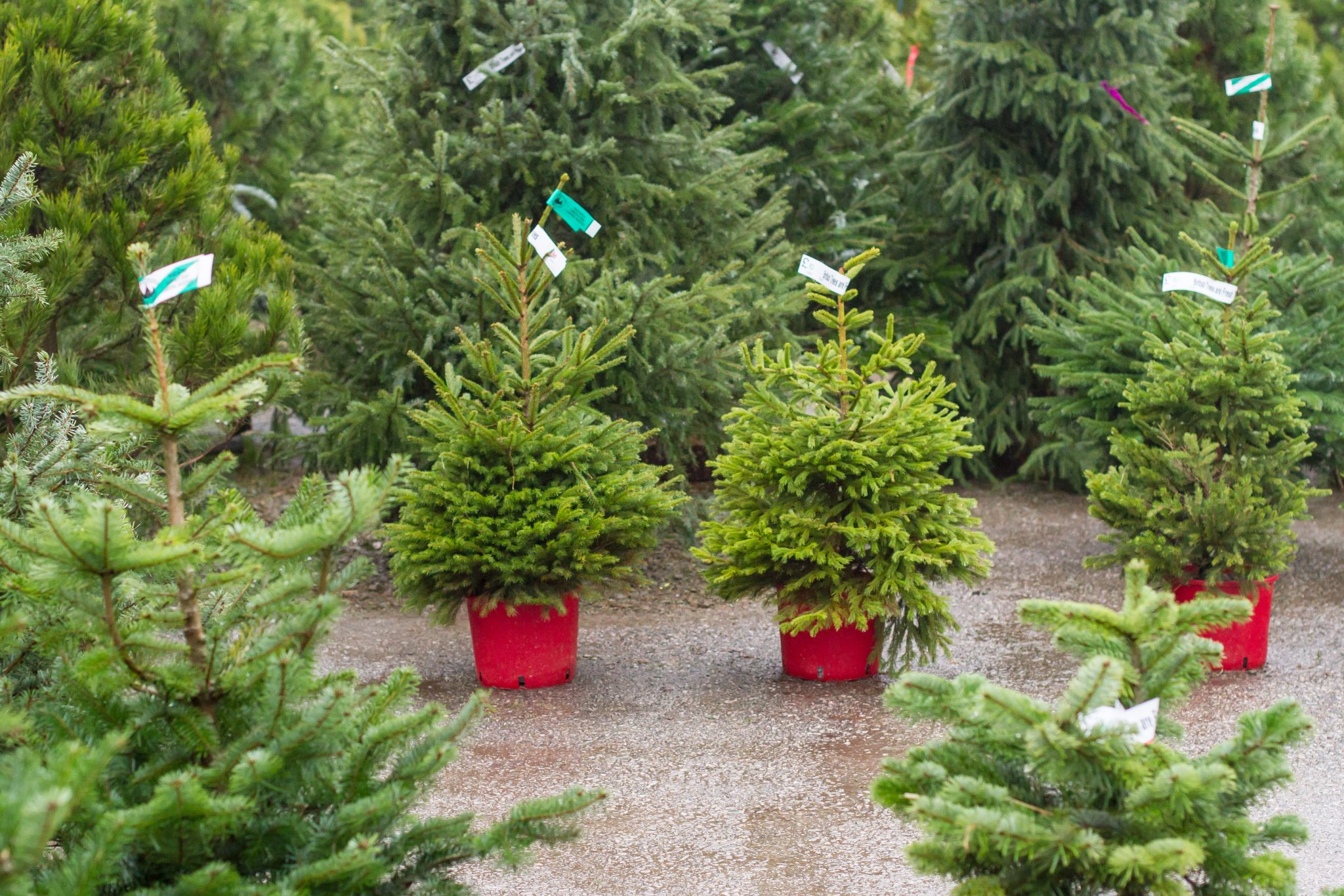Pot Grown Nordman Fir/ Norway Spruce Bolton Christmas Trees